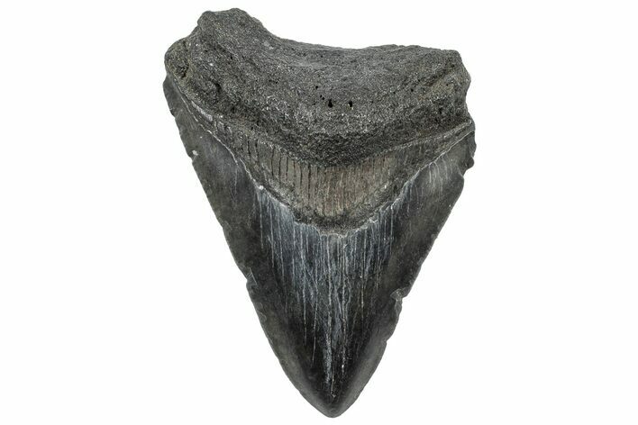 Fossil Megalodon Tooth - South Carolina #308078